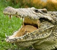 Cuban Crocodile